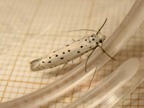 Yponomeuta sp.