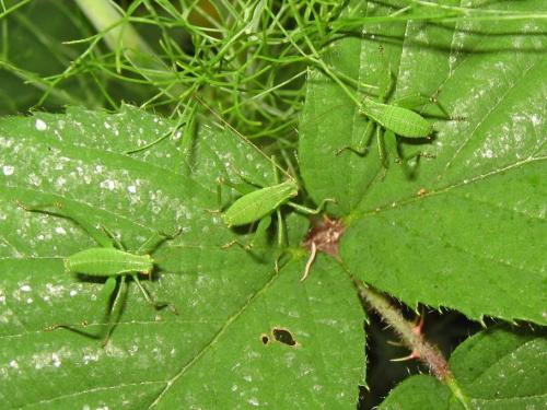 Leptophyes punctatissima