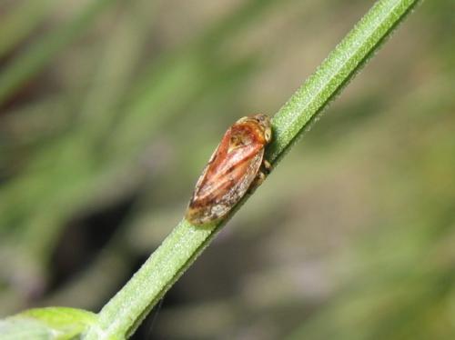 Philaenus spumarius