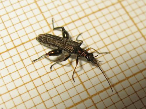 Oedemera flavipes