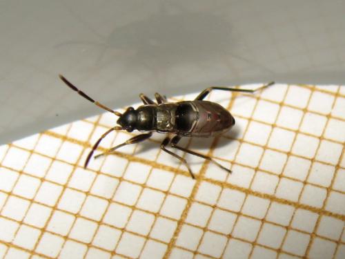 Rhyparochromus pini