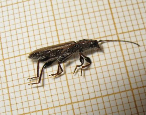 Hylotrupes bajulus