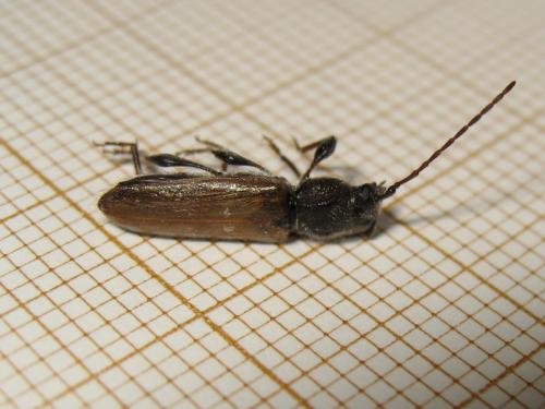 Réf. 186 862 : Hylotrupes bajulus