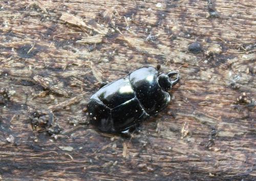 Réf. 186 268 : Hololepta plana