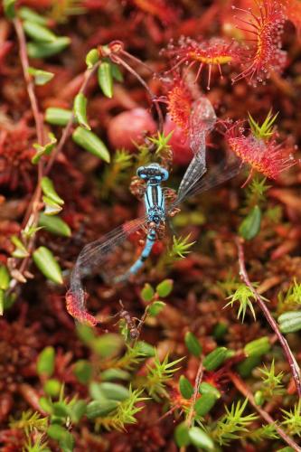 Enallagma cyathigerum