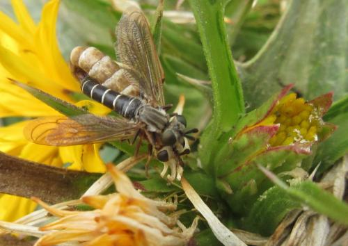 Leptomydas sp.
