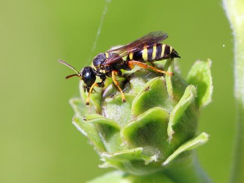 Gorytes quinquecinctus