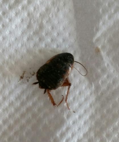 Loboptera sp.
