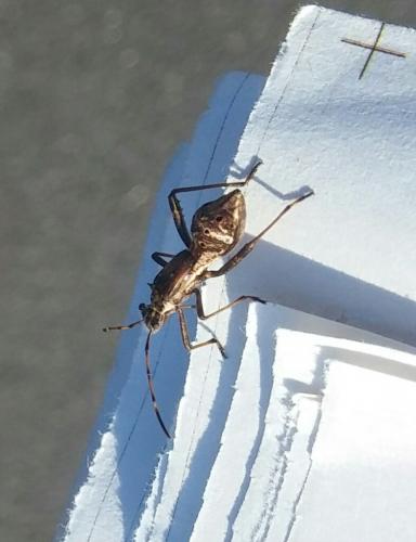 Camptopus lateralis