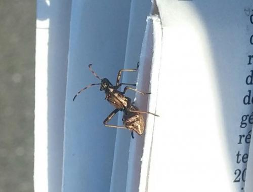 Camptopus lateralis
