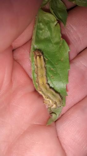 Helicoverpa armigera