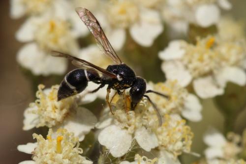 Microdynerus sp.