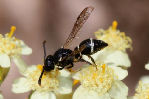 Microdynerus sp.