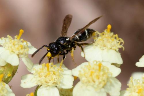 Microdynerus sp.