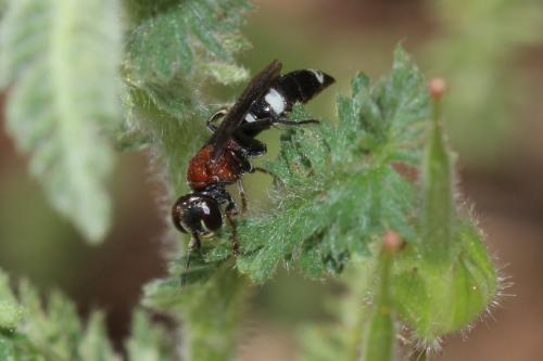 Harpactus formosus