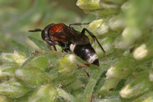 Harpactus formosus