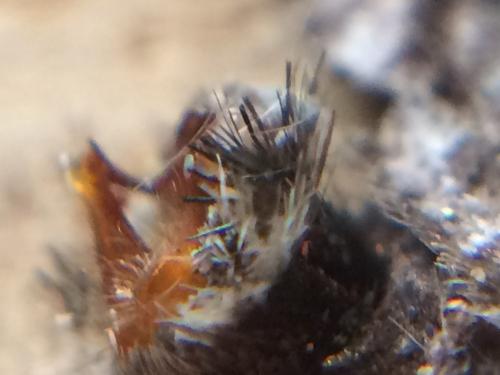 Hipparchia genava