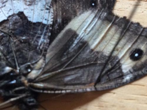 Hipparchia genava