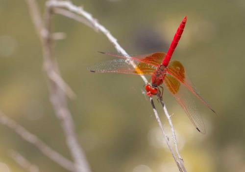 Réf. 186 519 : Trithemis kirbyi