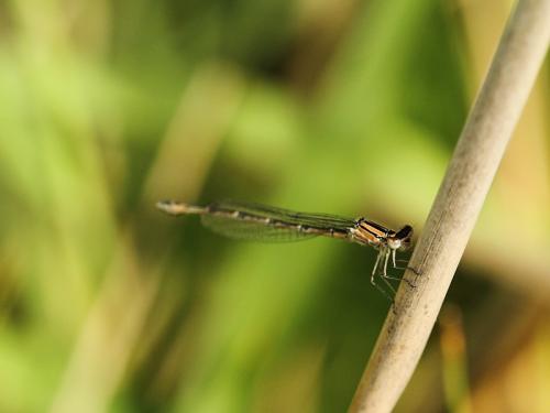 Enallagma cyathigerum