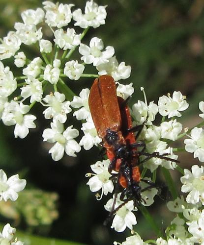 Réf. 186 483 : Lygistopterus sanguineus