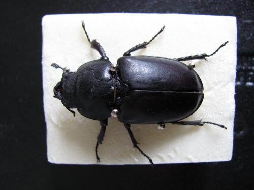 Réf. 186 413 : Lucanus cervus