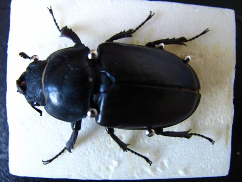 Lucanus cervus