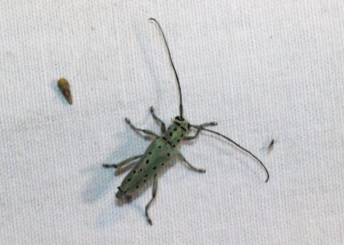 Réf. 186 603 : Saperda punctata