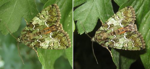 Réf. 186 330 : Polyphaenis sericata