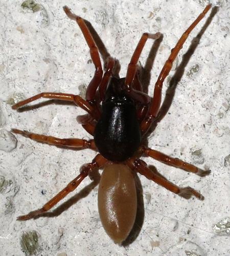 Réf. 186 969 : Dysdera sp.