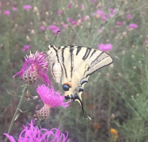 Iphiclides podalirius