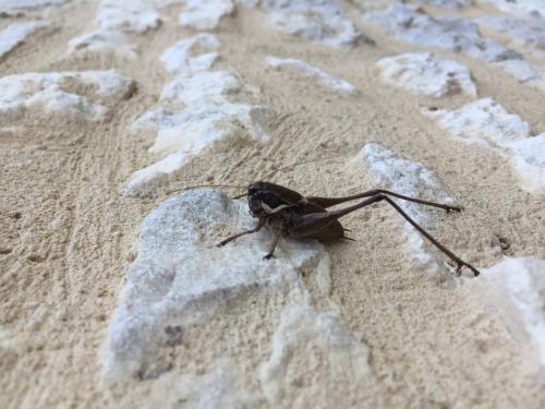 Réf. 186 734 : Pholidoptera femorata