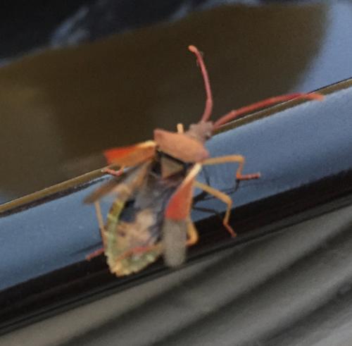 Gonocerus acuteangulatus
