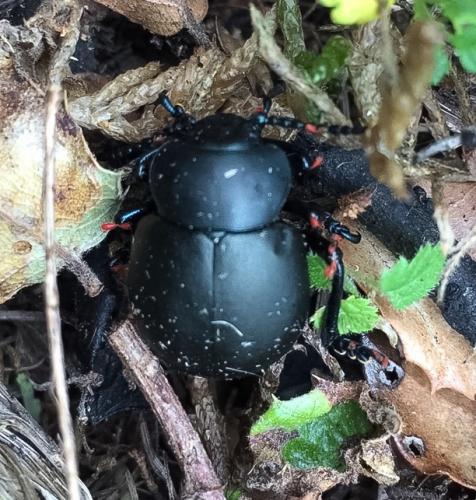 Timarcha tenebricosa