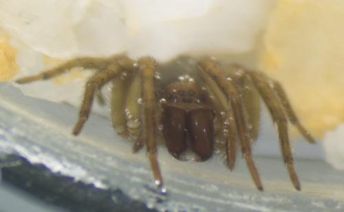 Réf. 186 238 : Amaurobius erberi