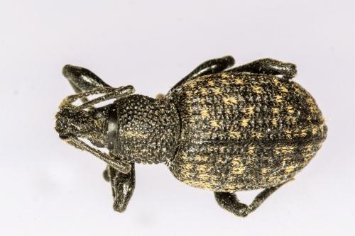 Otiorhynchus sulcatus