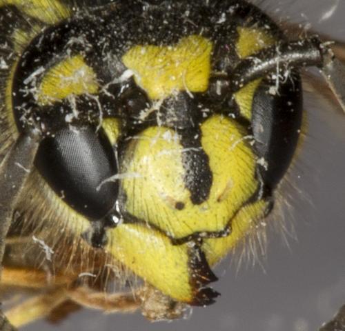 Réf. 186 794 : Vespula vulgaris