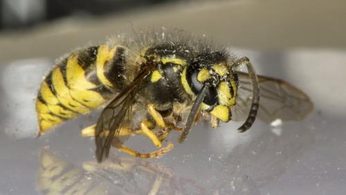 Réf. 186 690 : Vespula vulgaris