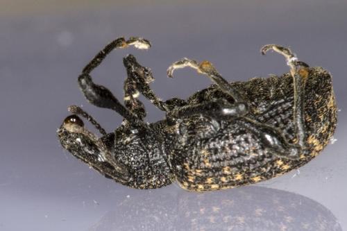 Otiorhynchus sulcatus