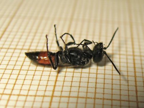 Astata sp.