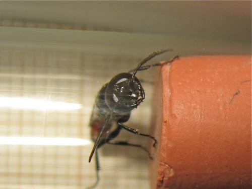 Astata sp.