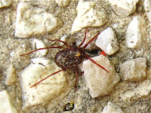 Réf. 186 256 : Erythraeus sp.