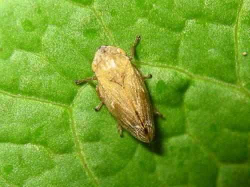 Philaenus spumarius