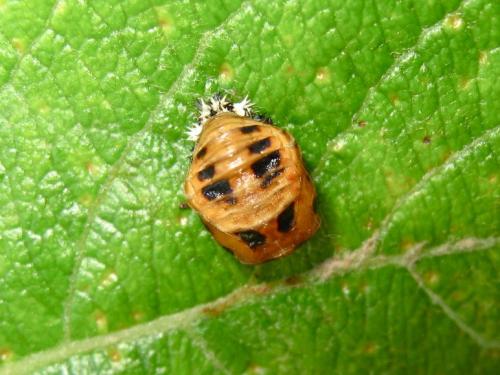 Réf. 186 652 : Harmonia axyridis