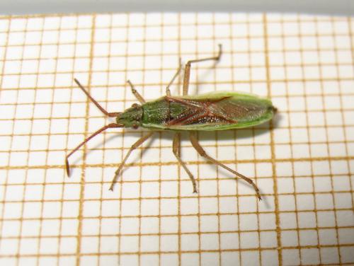 Réf. 186 446 : Myrmus miriformis