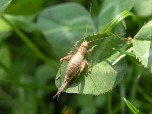 Arachnocephalus vestitus
