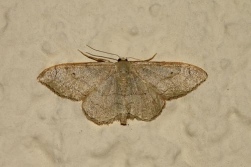 Réf. 186 386 : Idaea aversata
