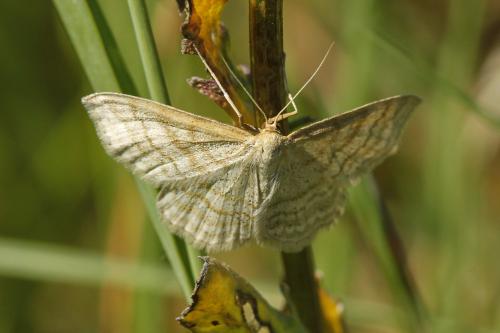 Réf. 186 054 : Idaea macilentaria