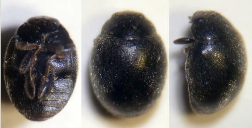 Scymnus rubromaculatus