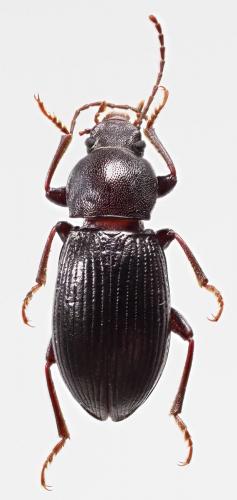 Stenomax foudrasii